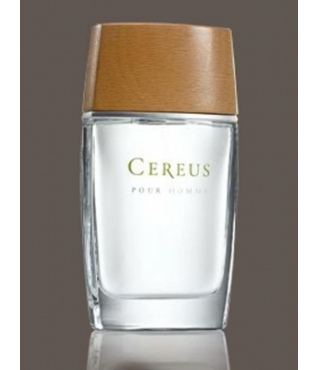 Cereus  Cereus  4 